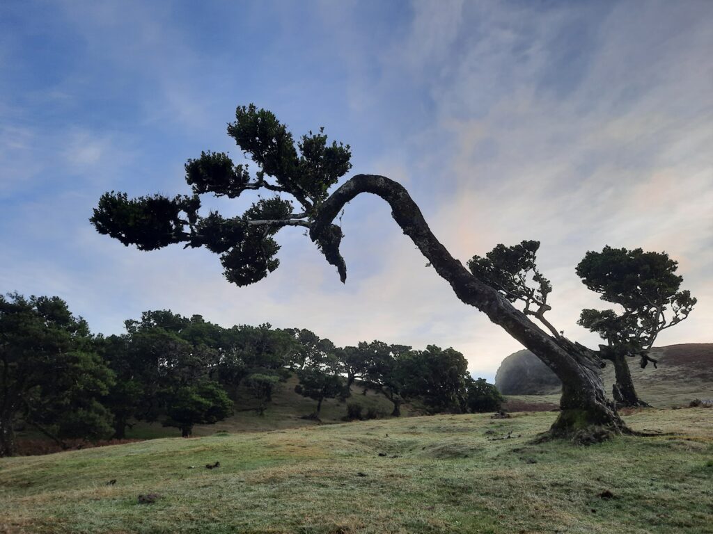 fanal forest madeira