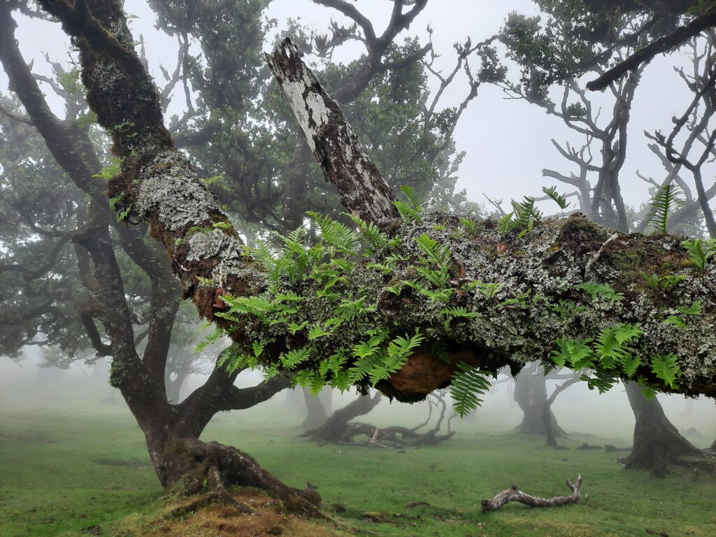 fanal forest madeira