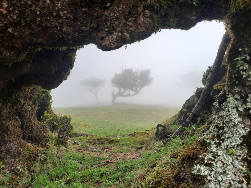 las fanal madera