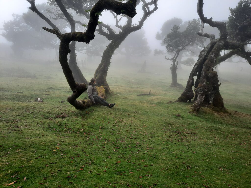 las fanal madera