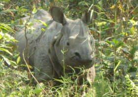 Chitwan