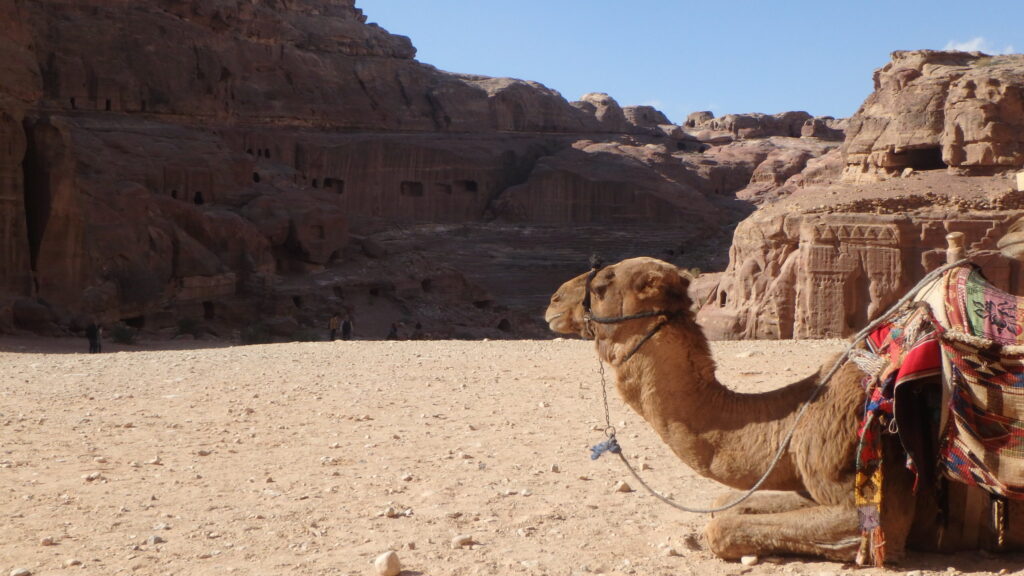 wielbłąd jordania petra