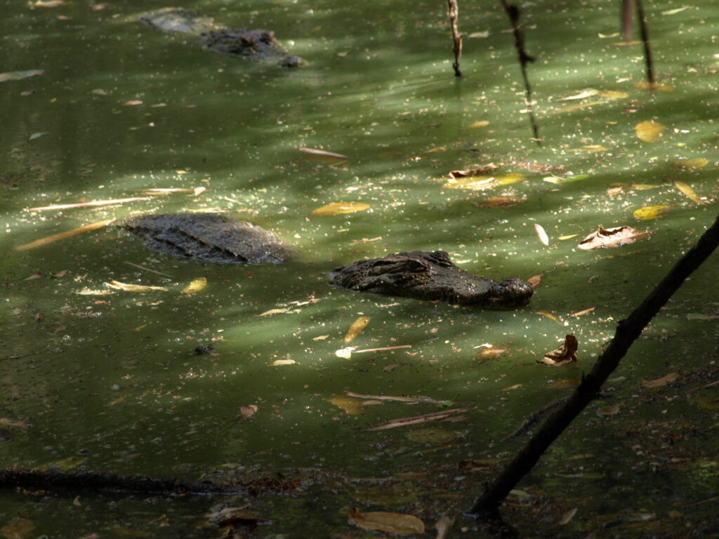 krokodyl gambia