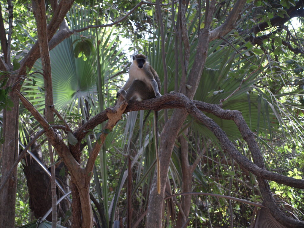 monkey park gambia