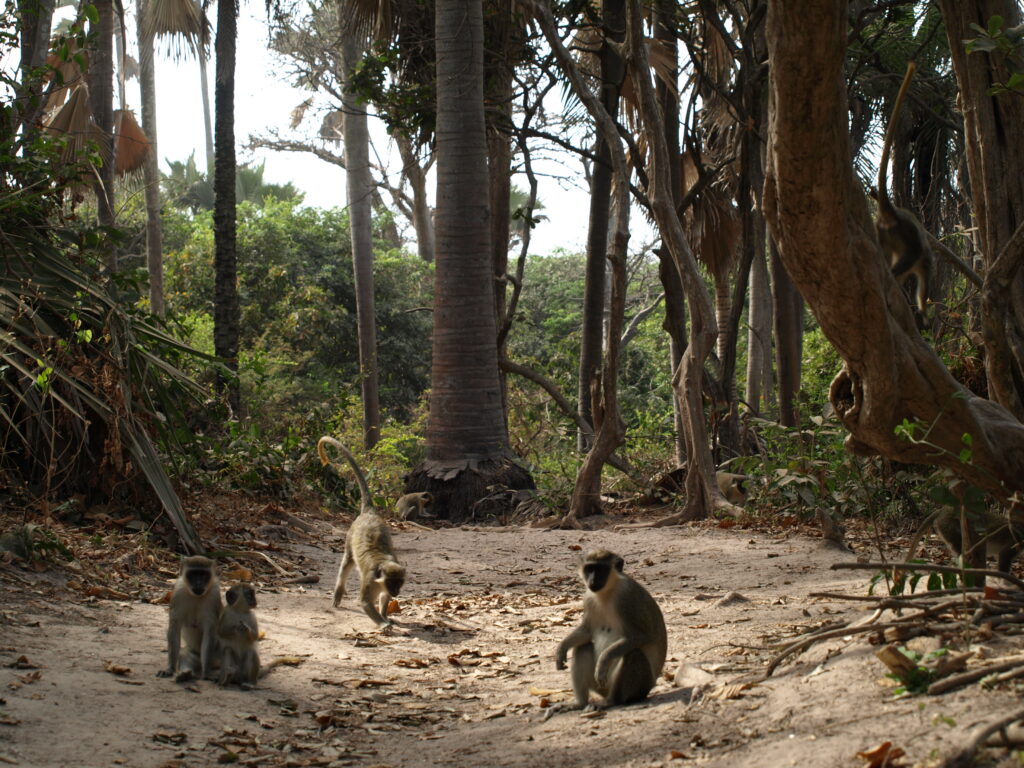 małpi park Gambia