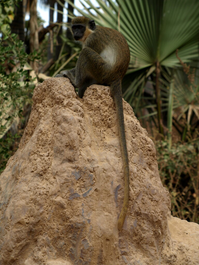 monkey park gambia