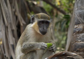 Gambia – w małpim gaju
