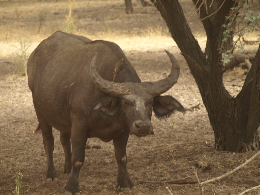 senegal rezerwat bandia