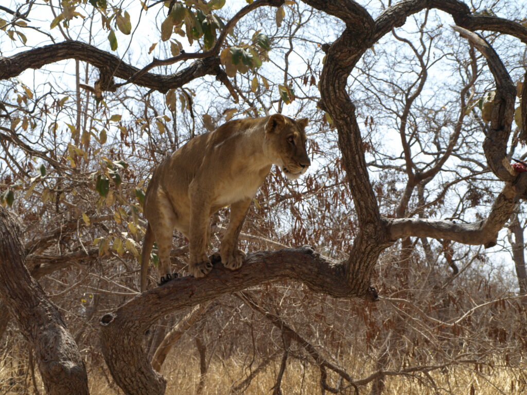 spacer z lwami senegal