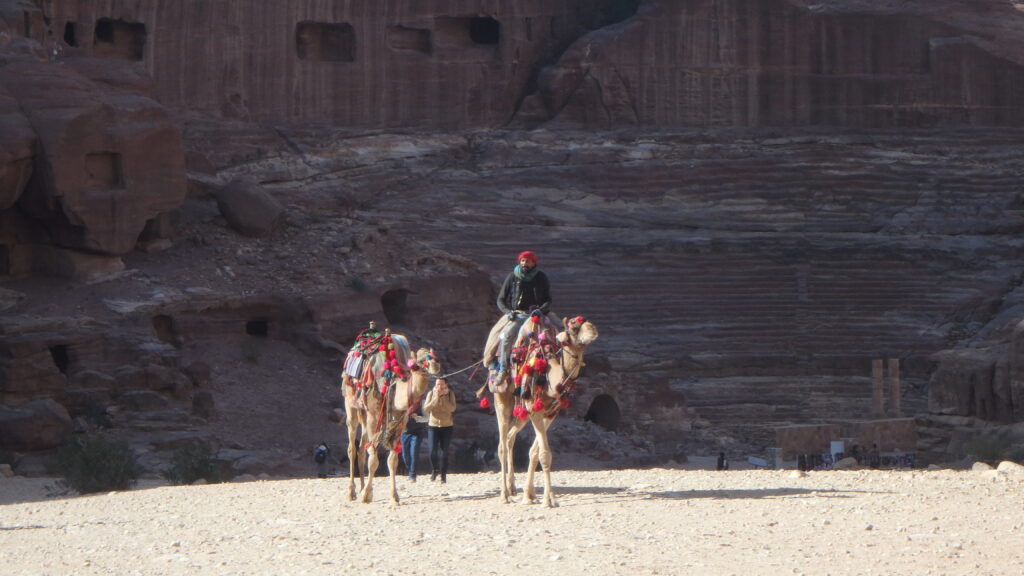 wielbłąd jordania petra